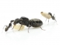 Preview: Camponotus rufoglaucus feae